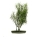 Rostl.akv.KARLIE Silk Egypt Plant4 S
